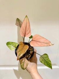Catherine's Plants