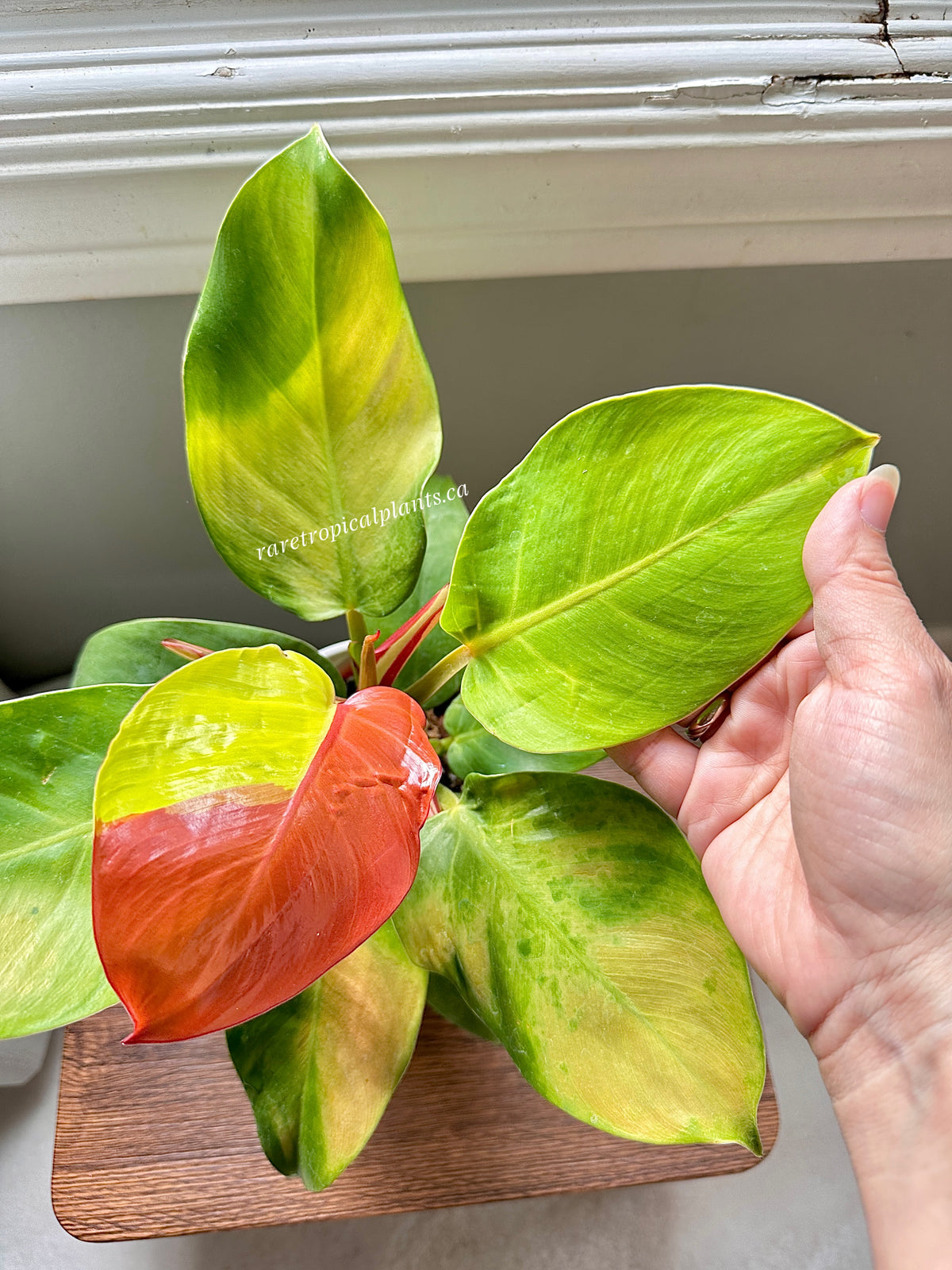 Philodendron Red Moon Variegated