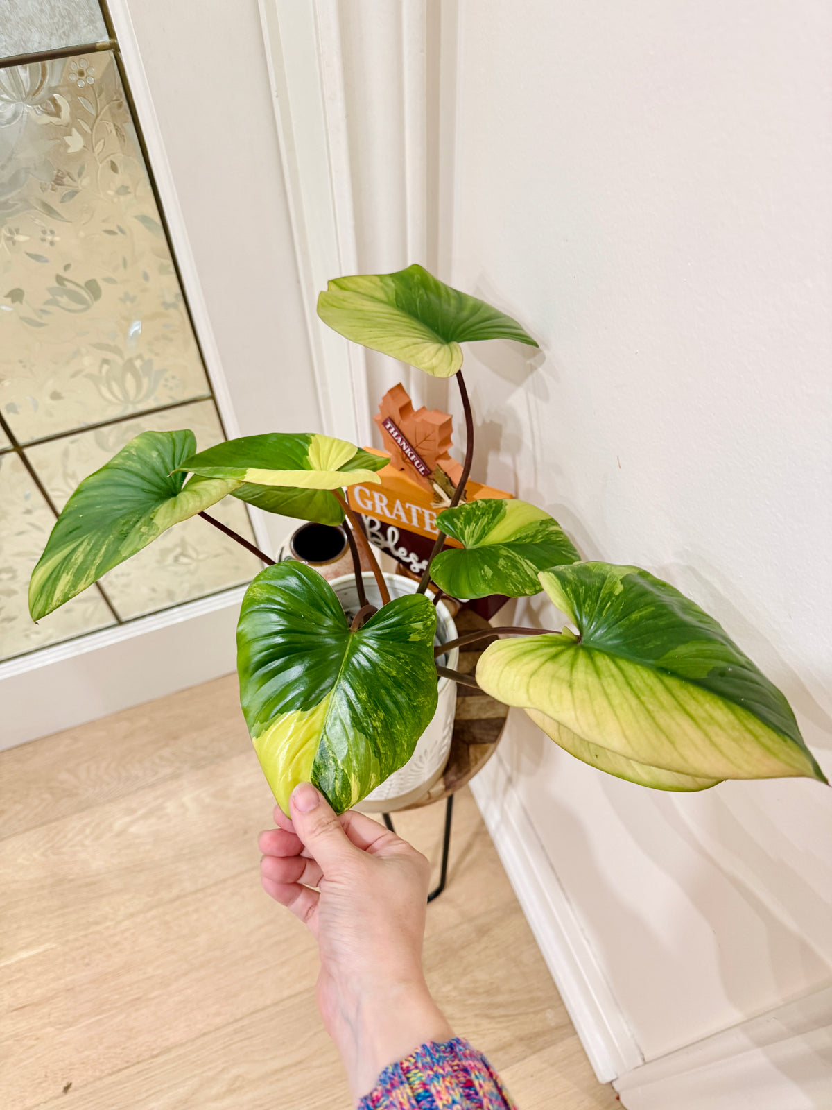 Homalomena Rubescens Aurea Variegated