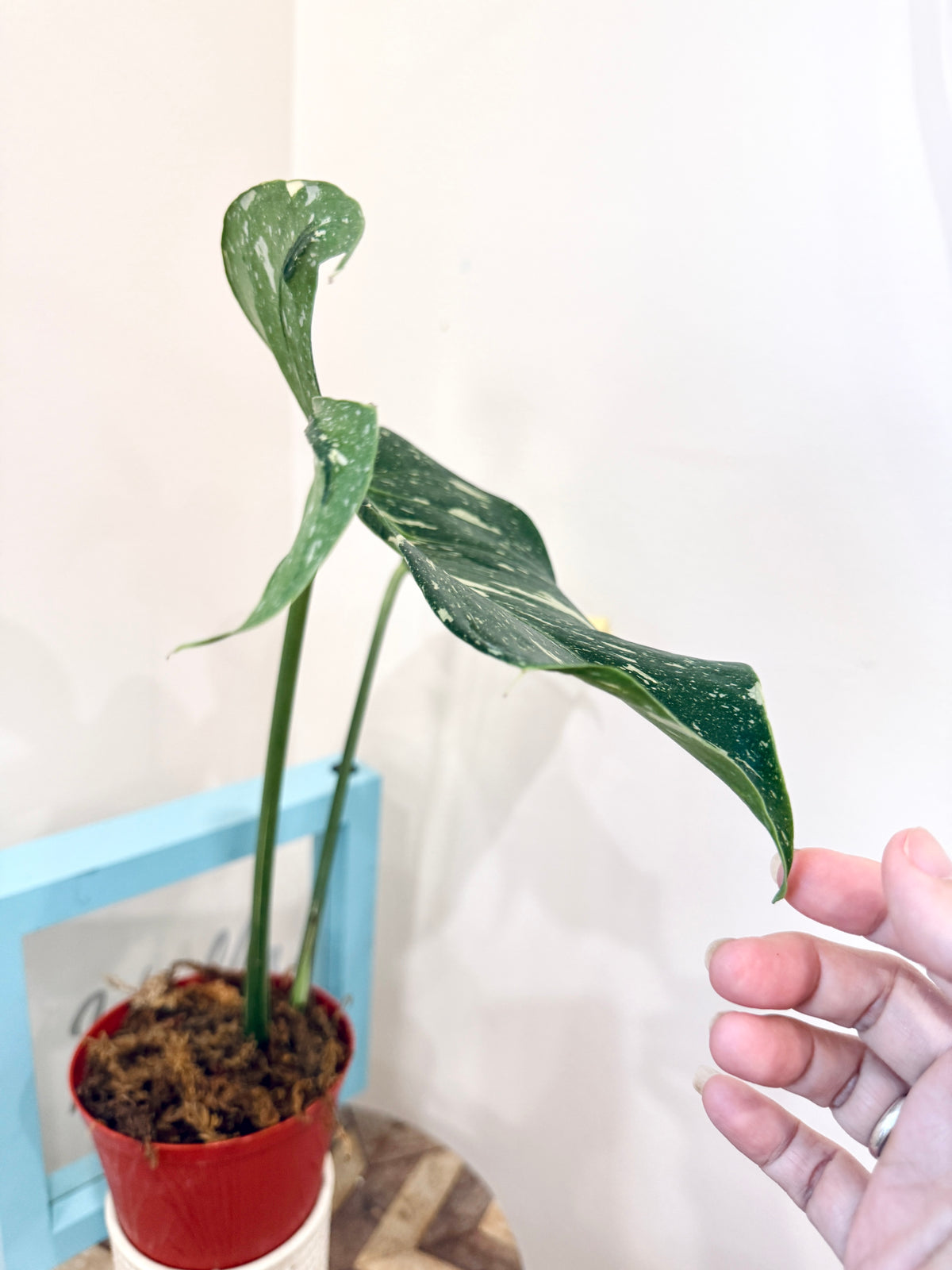 Monstera Medusa