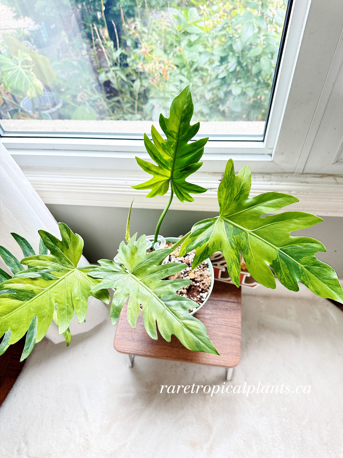 Philodendron Radiatum Variegated