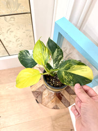 Philodendron White Wizard Tricolour
