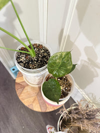 Alocasia Gageana Mint & Wentii Silver