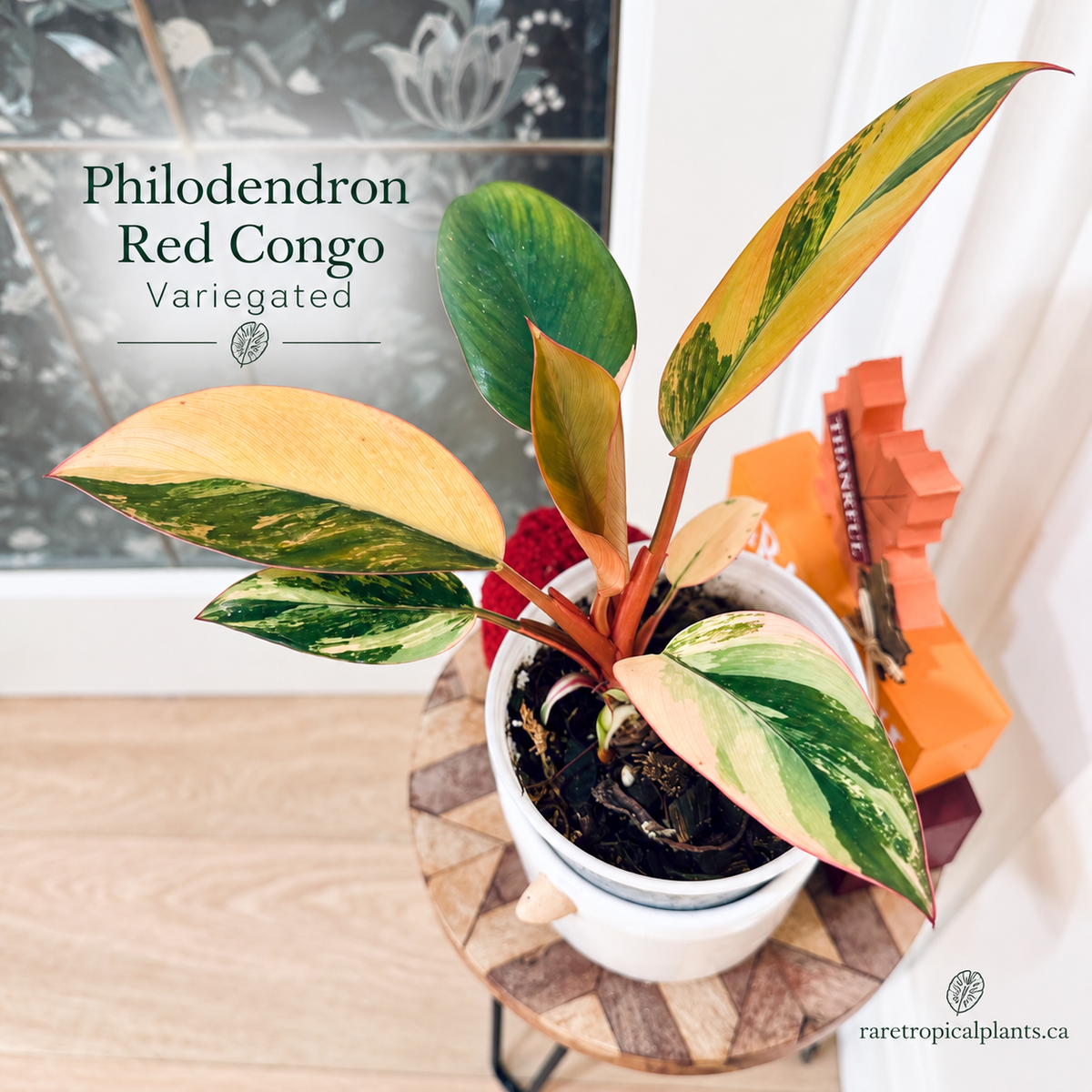 Philodendron Red Congo Variegated