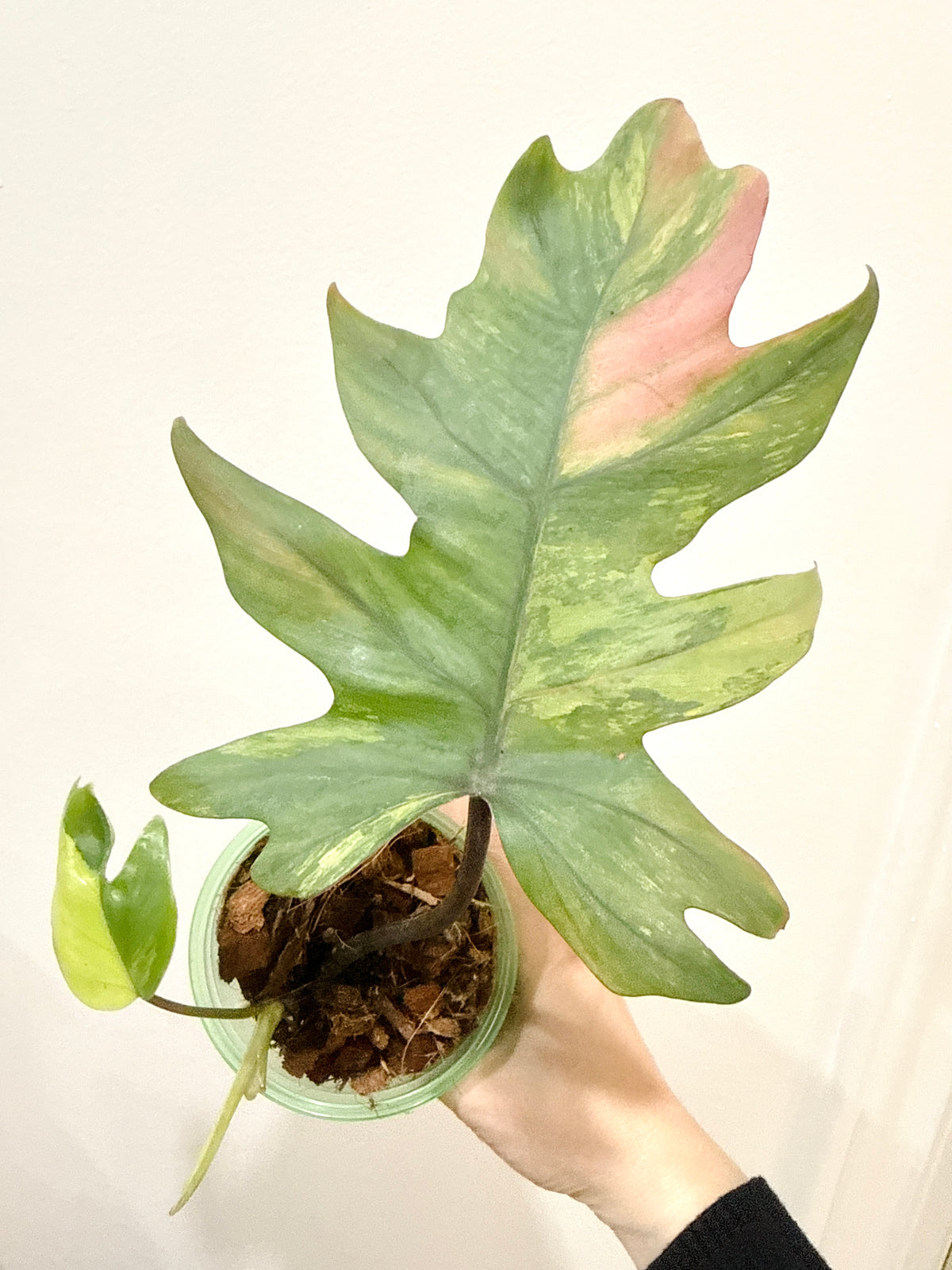 Philodendron Mayoi