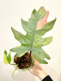 Philodendron Mayoi