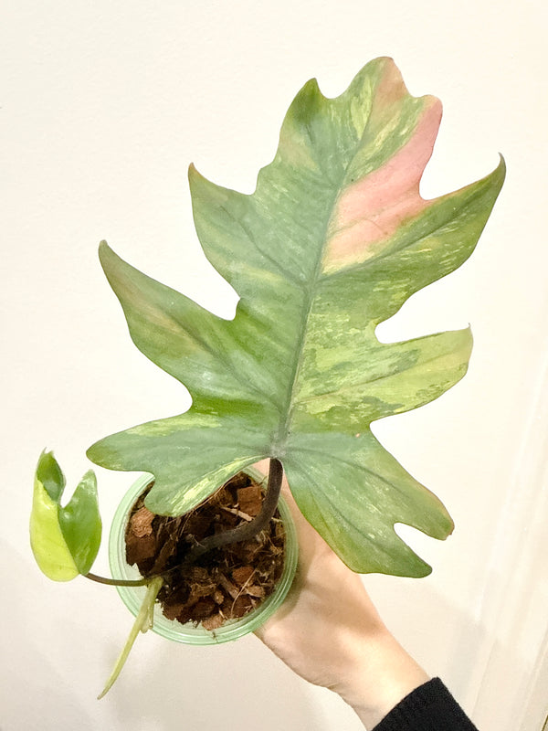 Philodendron Mayoi