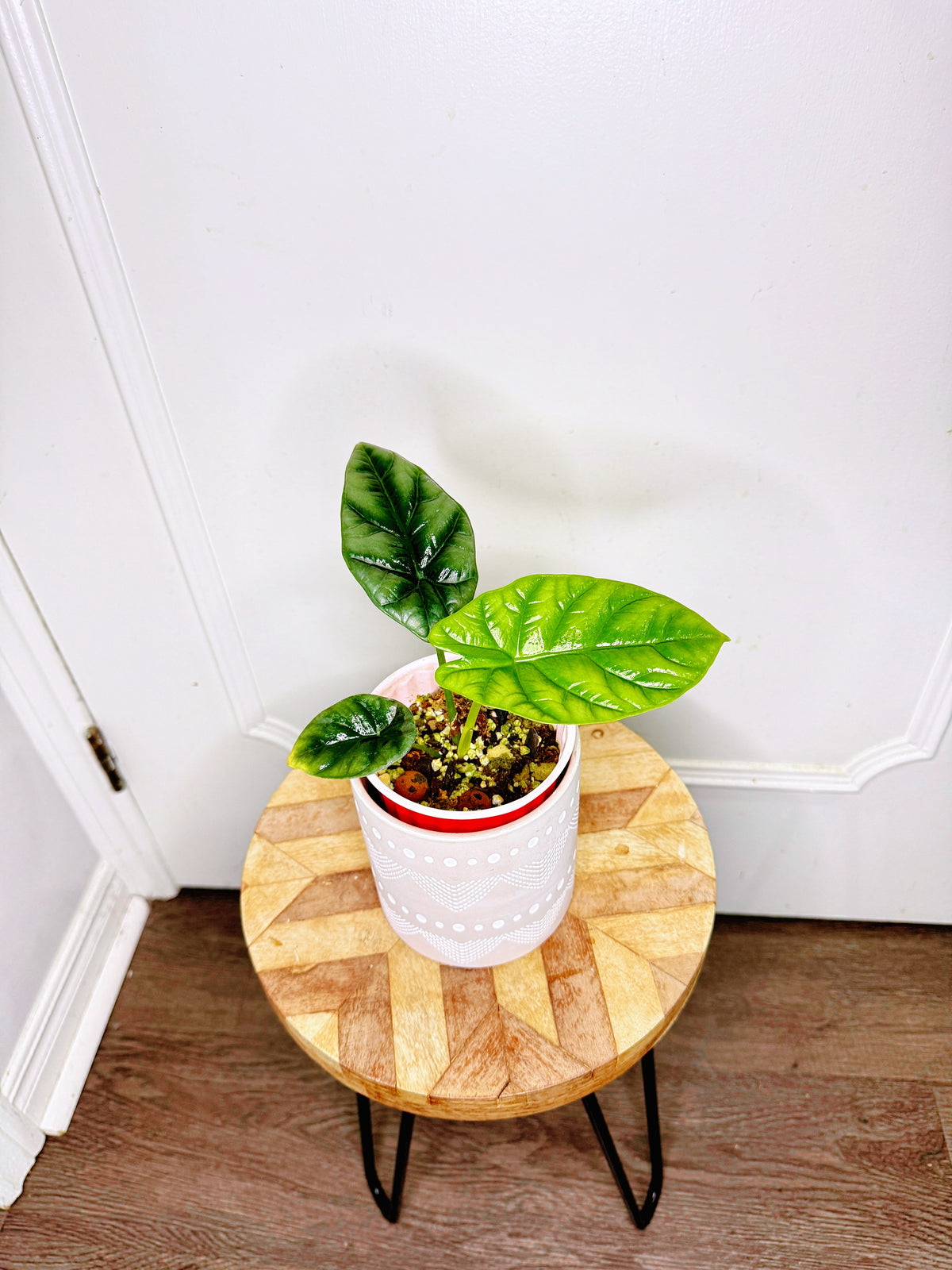 Alocasia Sinuata