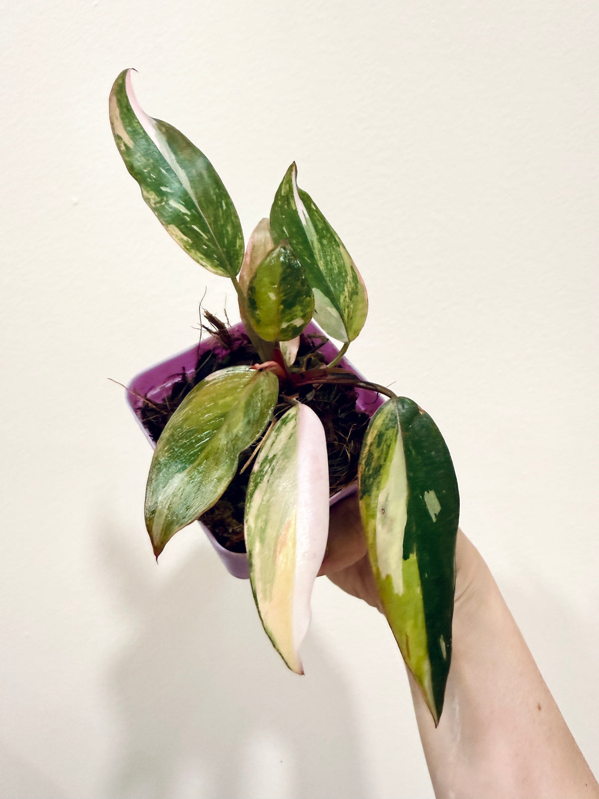 Philodendron Princess Tricolour