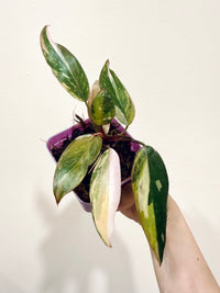 Philodendron Princess Tricolour
