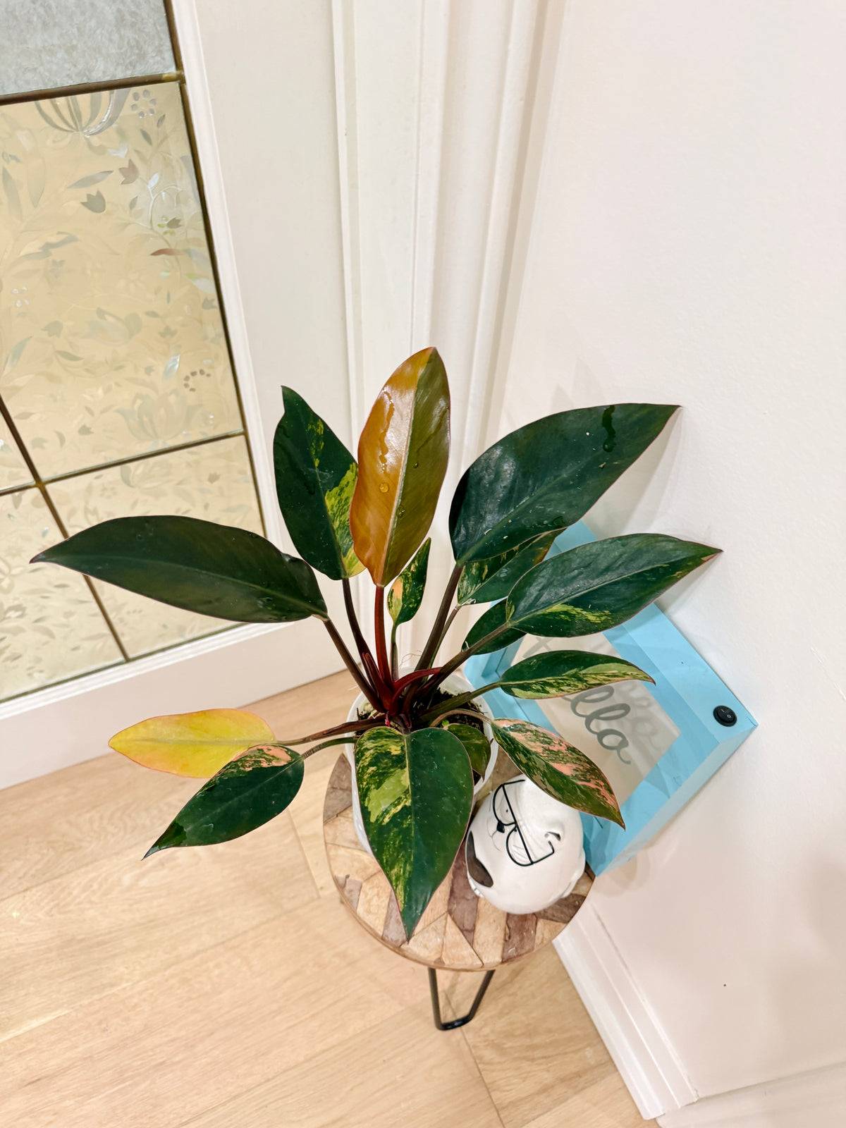 Philodendron Red Congo Variegated