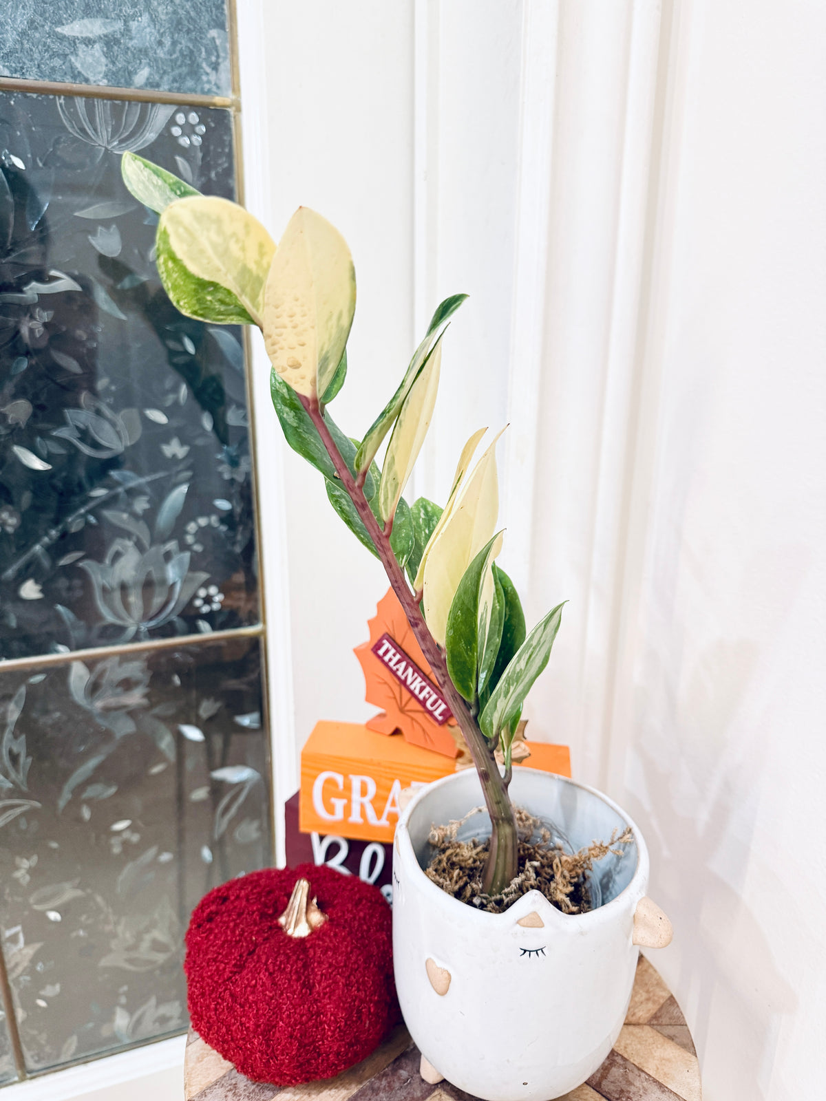 ZZPlant Aurea