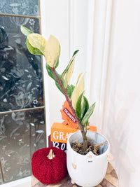 ZZPlant Aurea