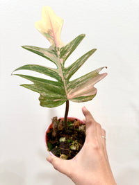 Philodendron Florida x Tortum