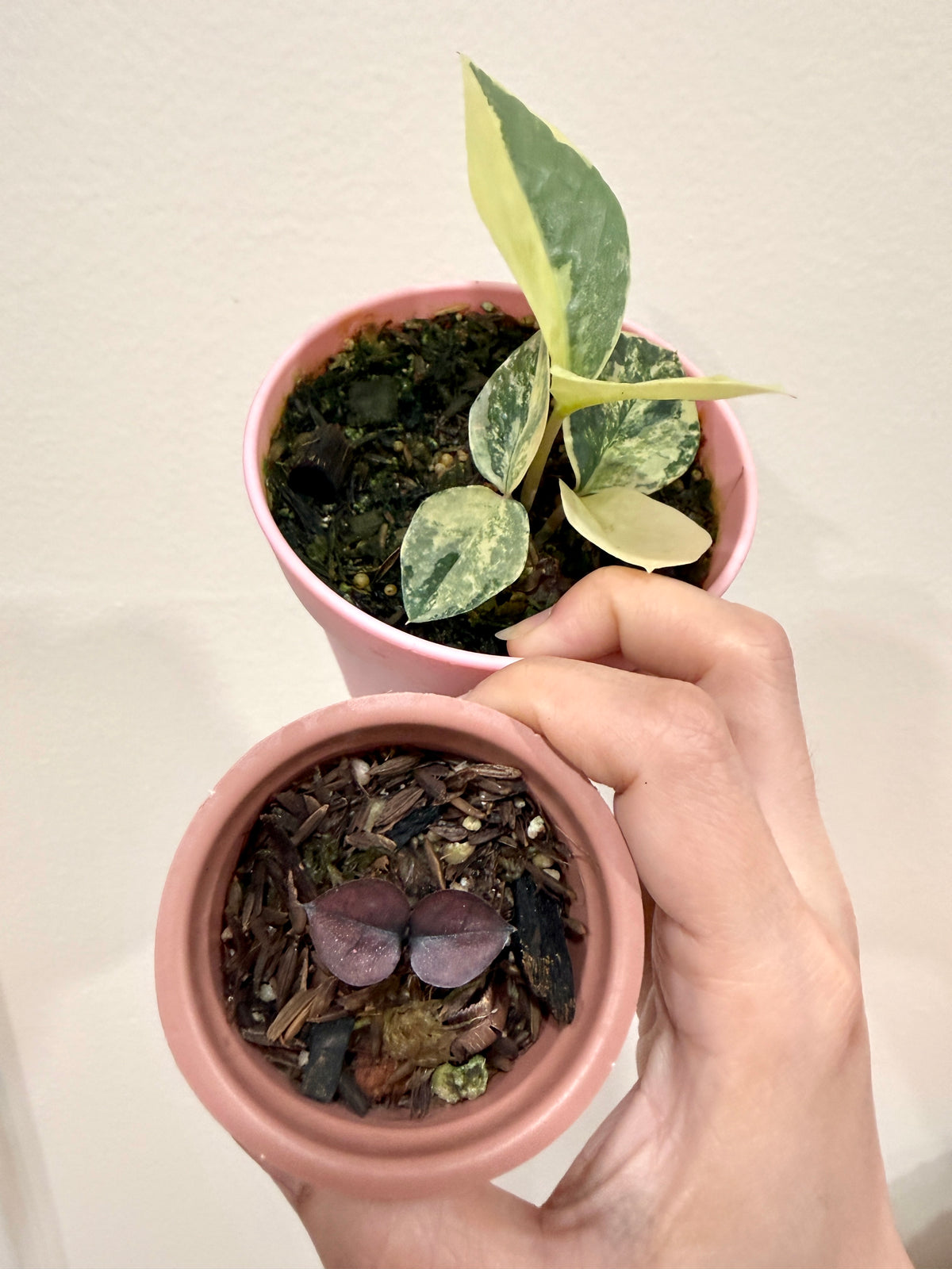 ZZ Plant combo of 3