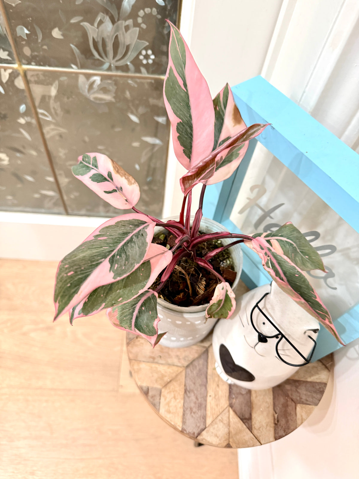 Philodendron Pink Princess Mutation