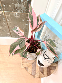 Philodendron Pink Princess Mutation