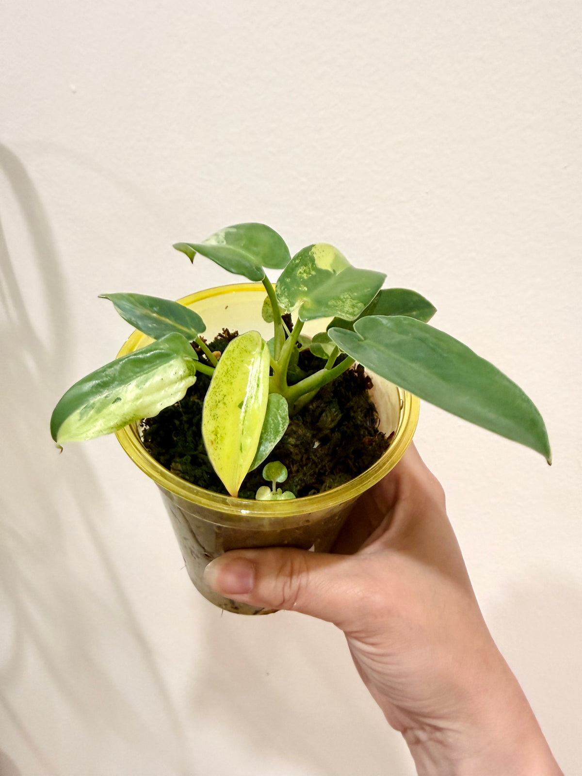 Philodendron Ilsemanii