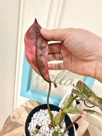 Philodendron Atabapoense Pink Variegated