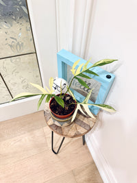 PHILODENDRON FLORIDA BEAUTY × POLYPODIOIDES VARIEGATED