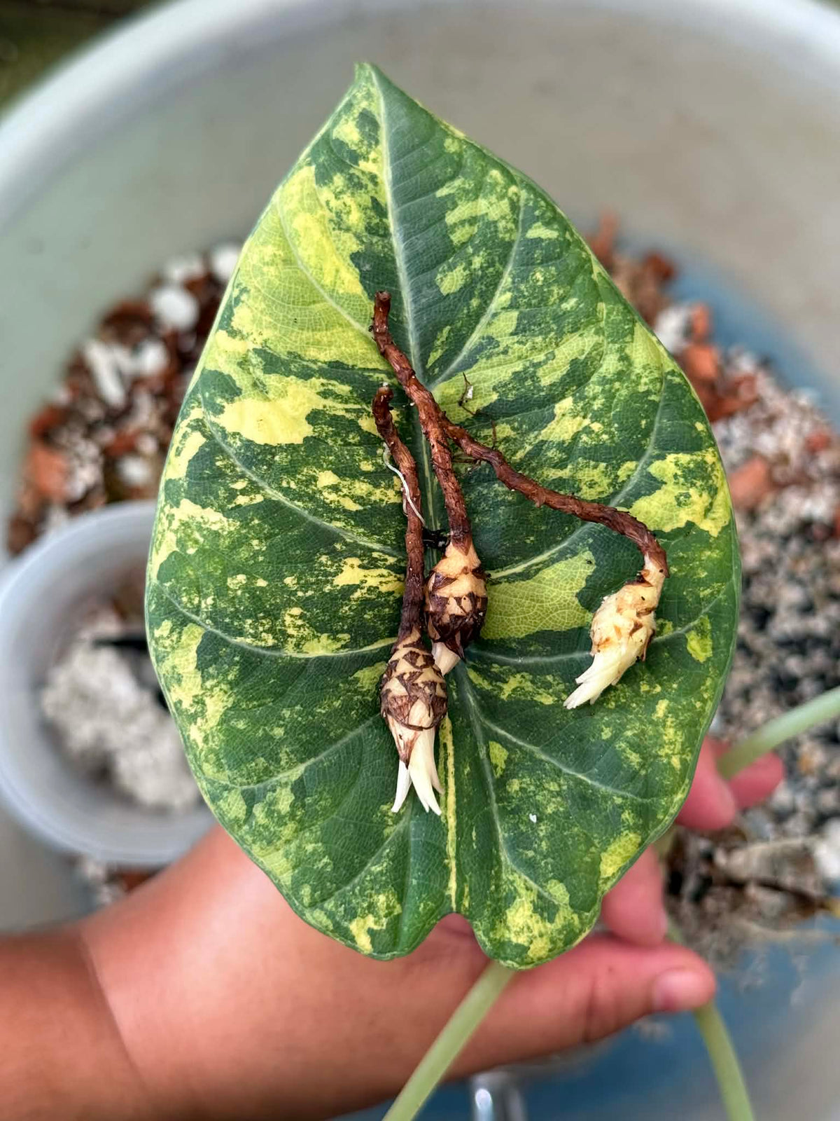 Alocasia Maharani Gold "Corm"