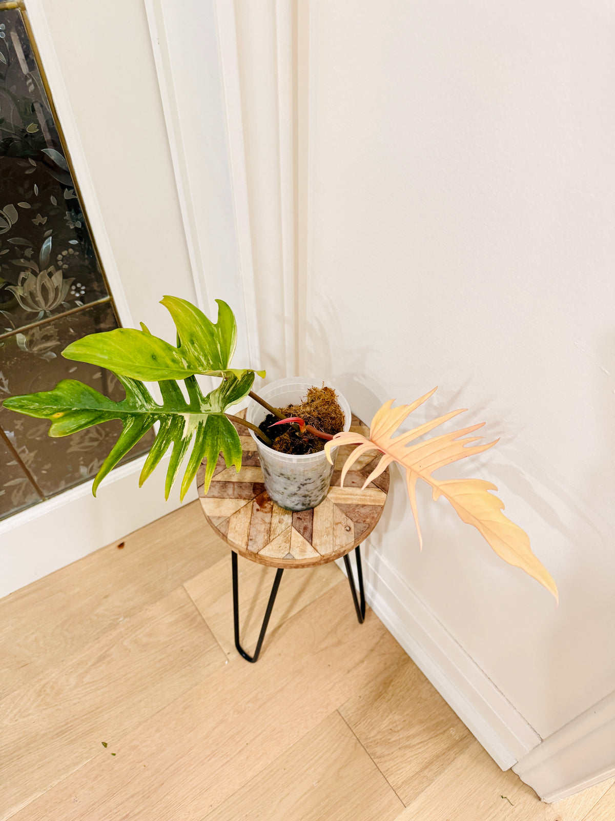 Philodendron Florida Beauty x Tortum 1