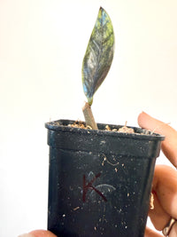 ZZ BLACK RAVEN VARIEGATED (Zamioculcas Zamiifolia Variegata)