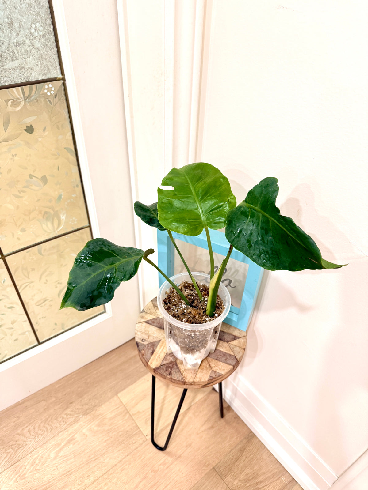 Monstera Zoombie