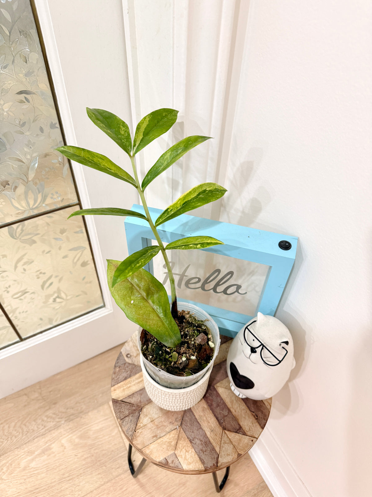 Giant ZZPlant Aurea