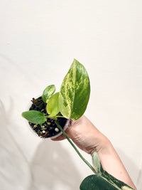 Philodendron Longilobatum Lelano Miyano Variegated