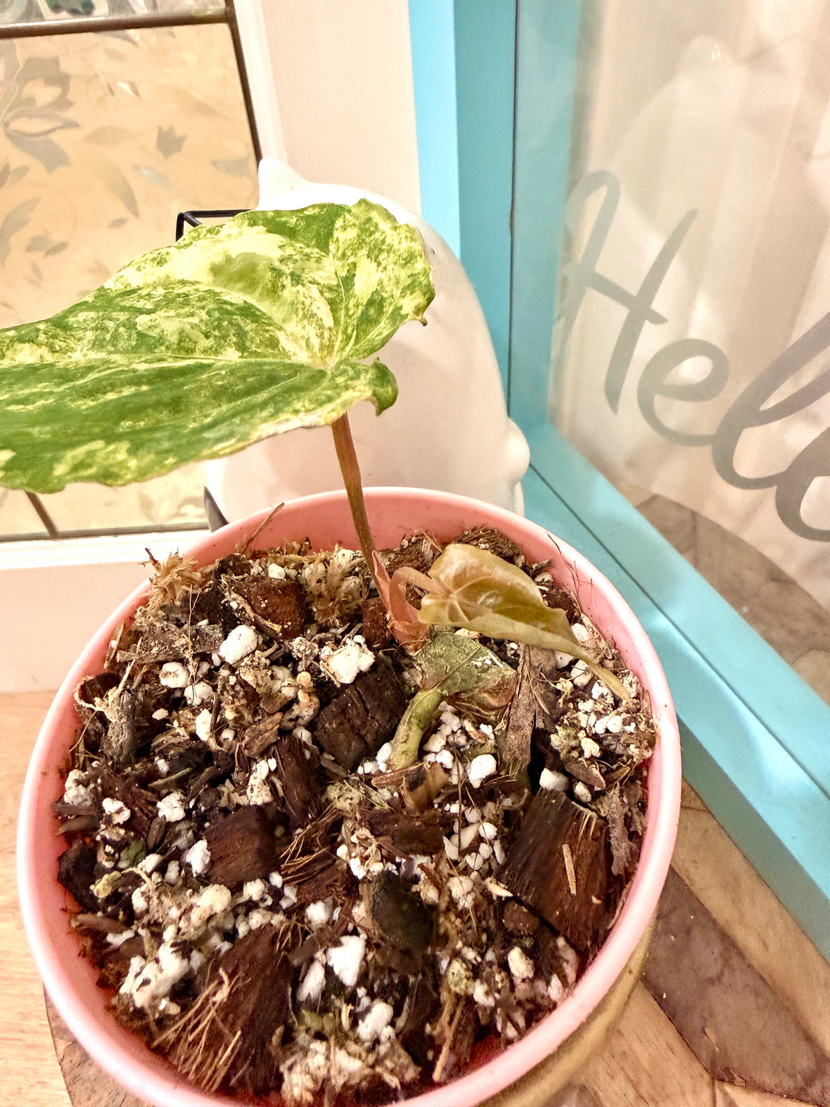 Anthurium Papillilaminum Variegated x RLFS