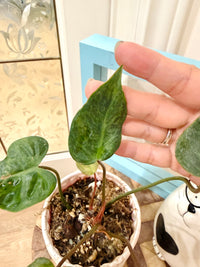 PHILODENDRON EL CHOCO RED X BILLIETIAE VARIEGATE