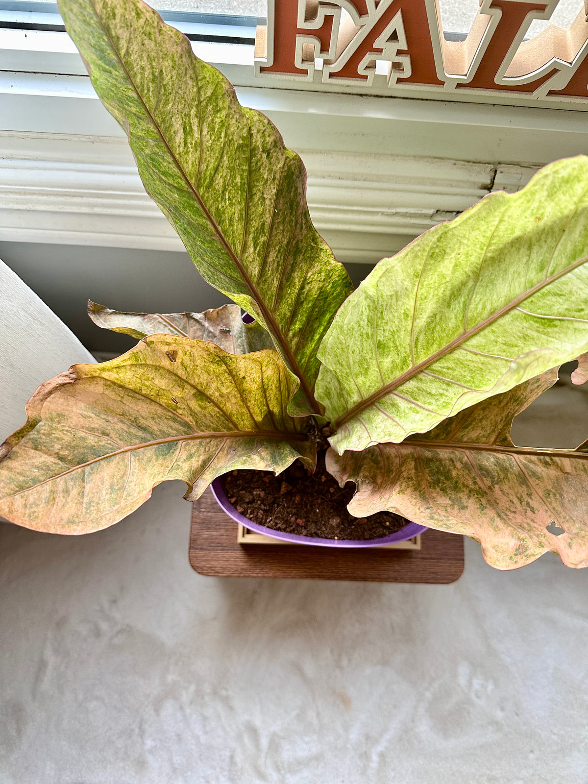 Anthurium Hookeri Pink Variegated