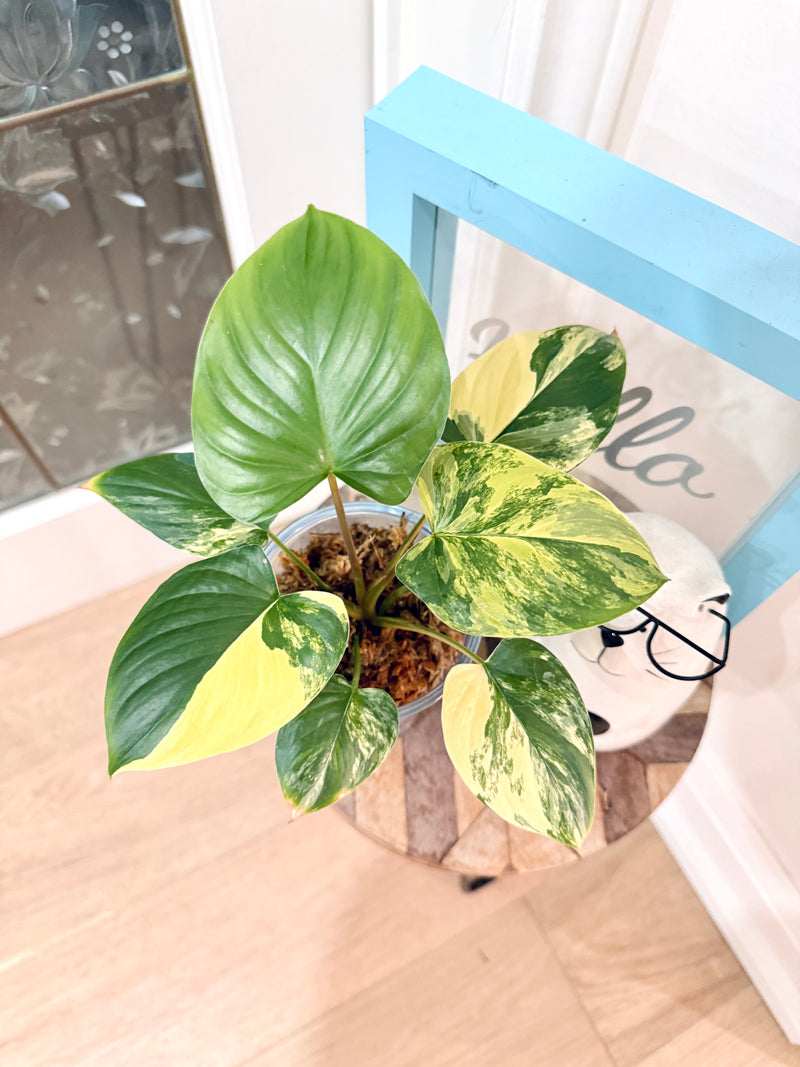 Homalomena Rubescen Tricolour