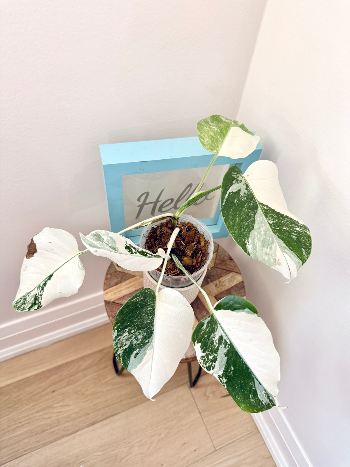 Monstera Albo