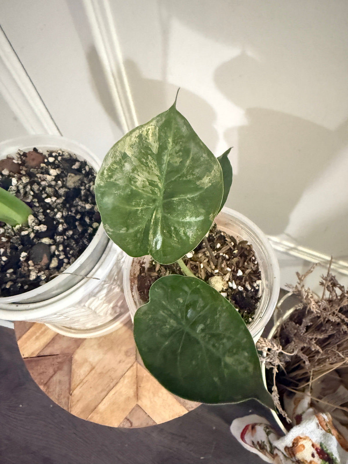 Alocasia Gageana Mint & Wentii Silver