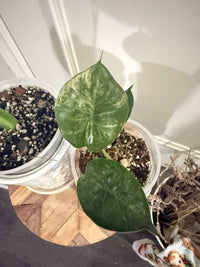 Alocasia Gageana Mint & Wentii Silver