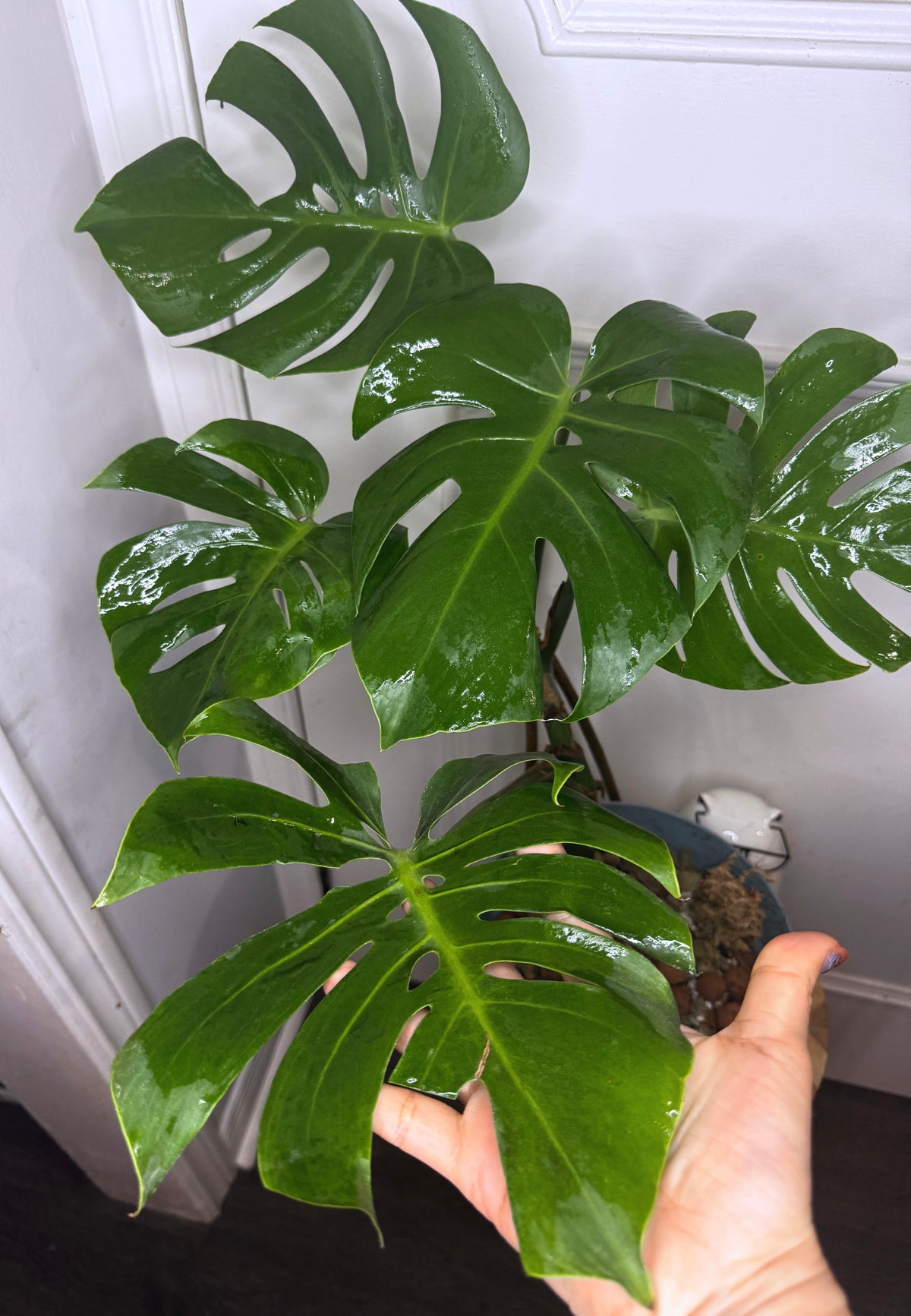 monstera deliciosa canada Monstera Compacta Big size