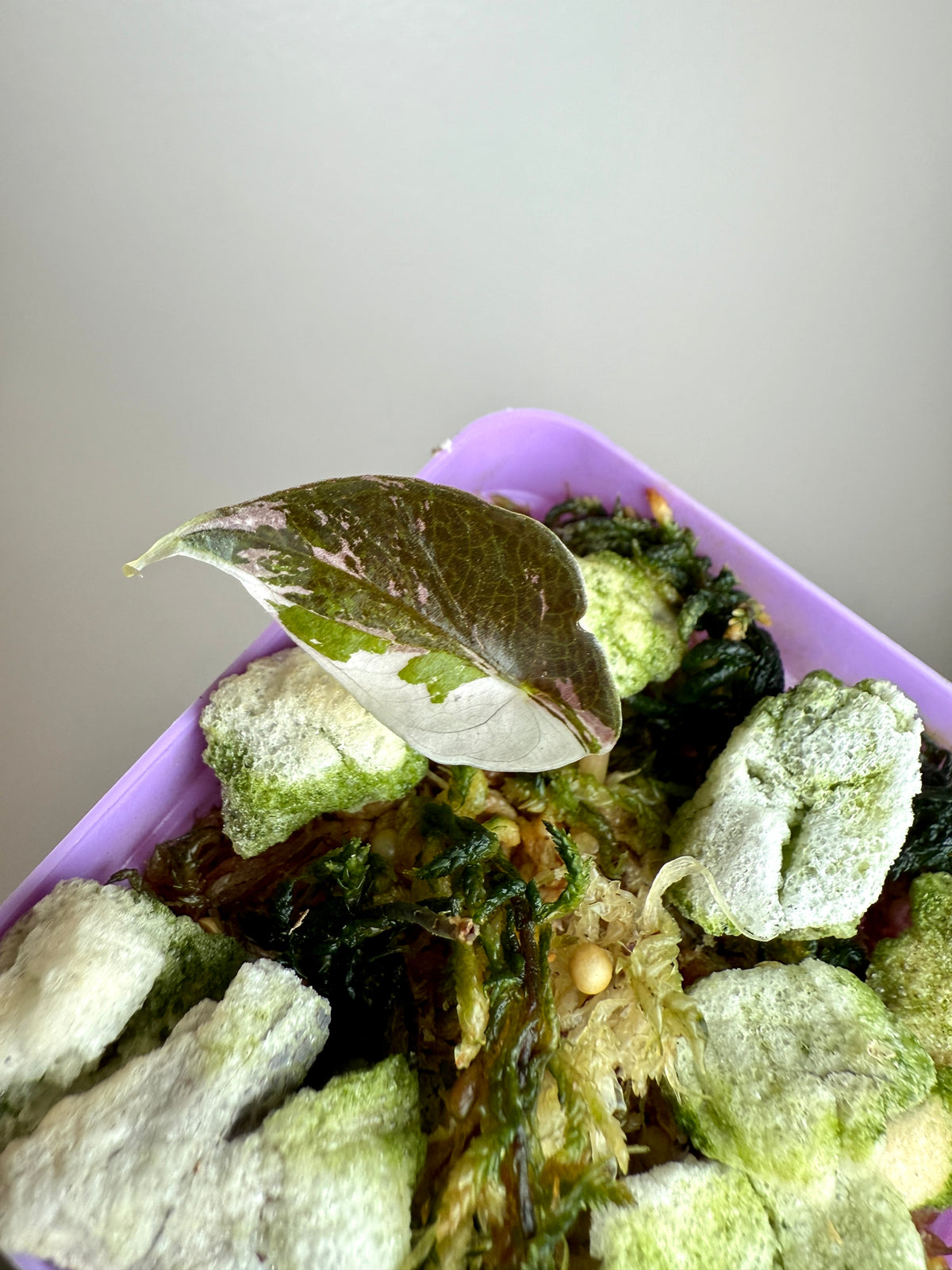 Alocasia Chantrieri Pink