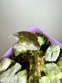 Alocasia Chantrieri Pink