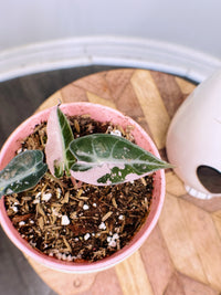 Alocasia Bambino Pink