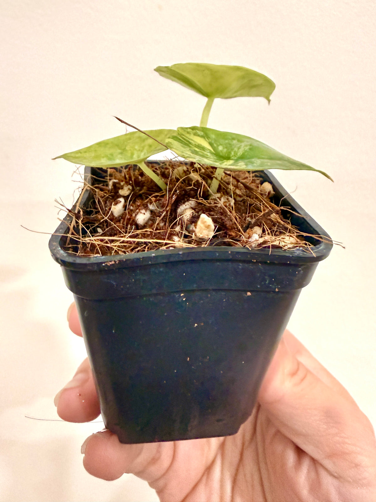 Alocasia Nebula Aurea Variegated