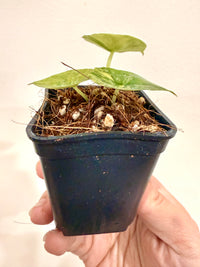 Alocasia Nebula Aurea Variegated