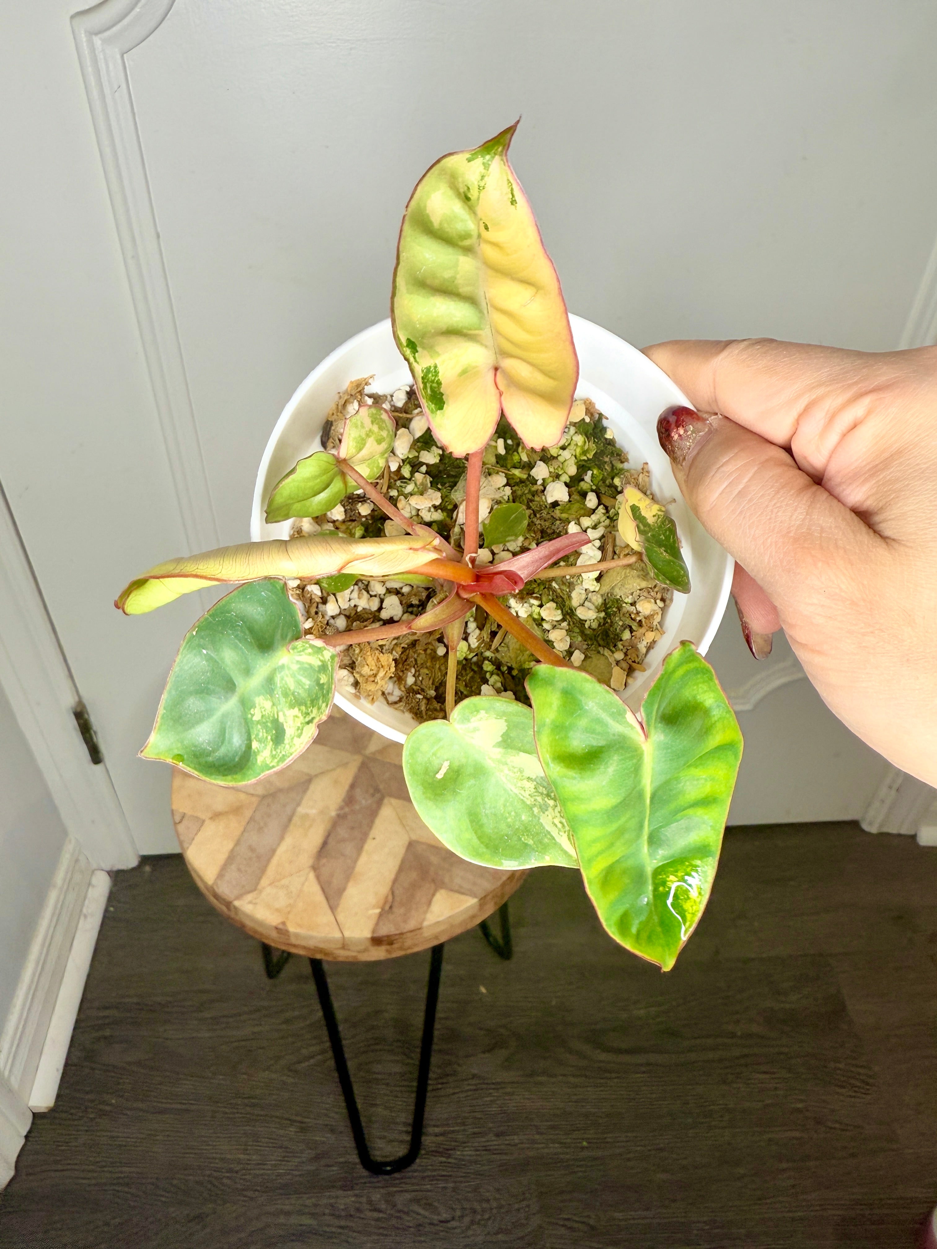 PHILODENDRON BILLIETIAE VARIEGATED (TC) – Rare Tropical Plants Canada