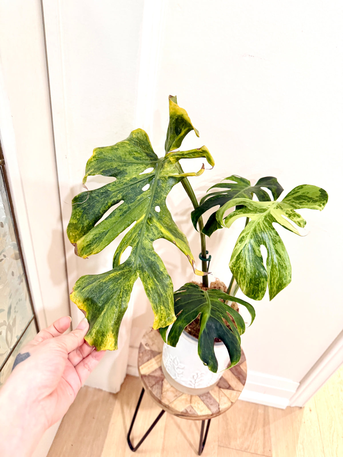Monstera Ocean Mint Green Coral