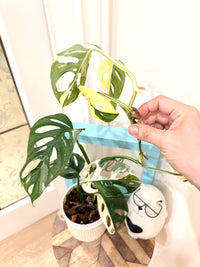 Monstera Adansonii Albo Variegated
