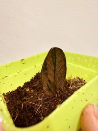 PINK ZZ PLANT