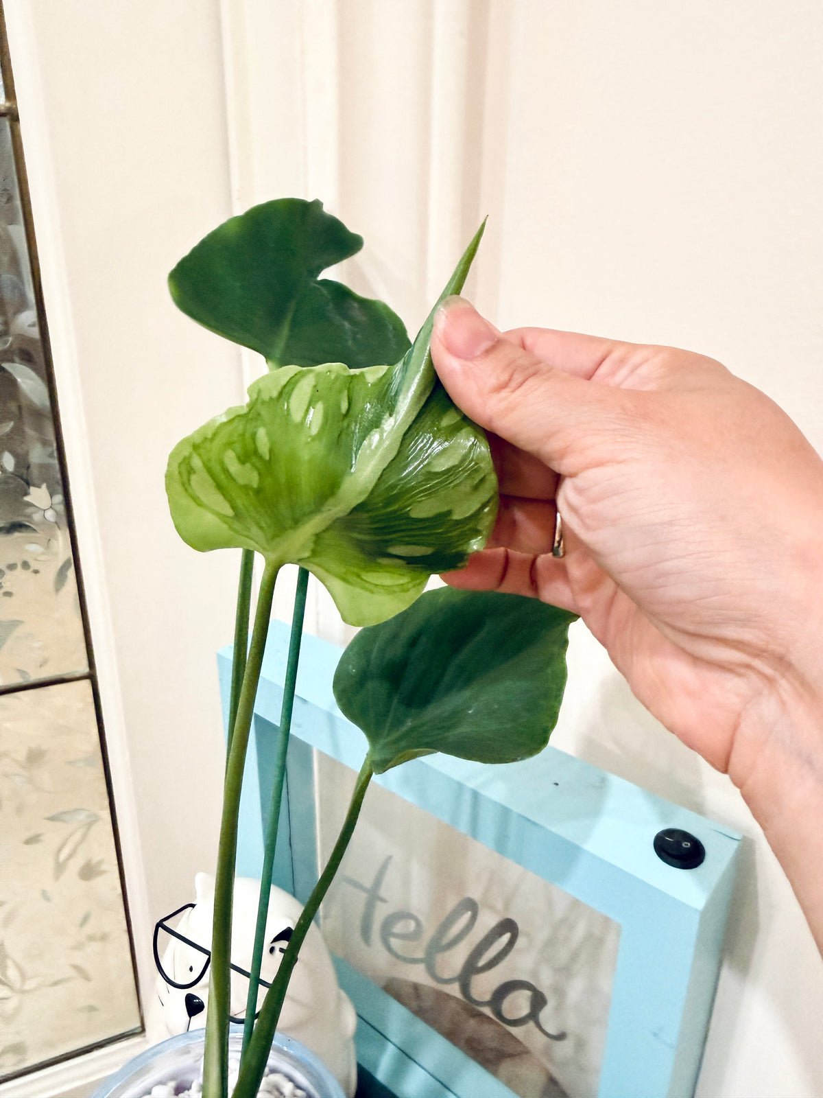 Monstera Tattoo