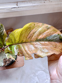 Anthurium Hookeri Pink