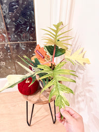 Philodendron Flobe x Tortum